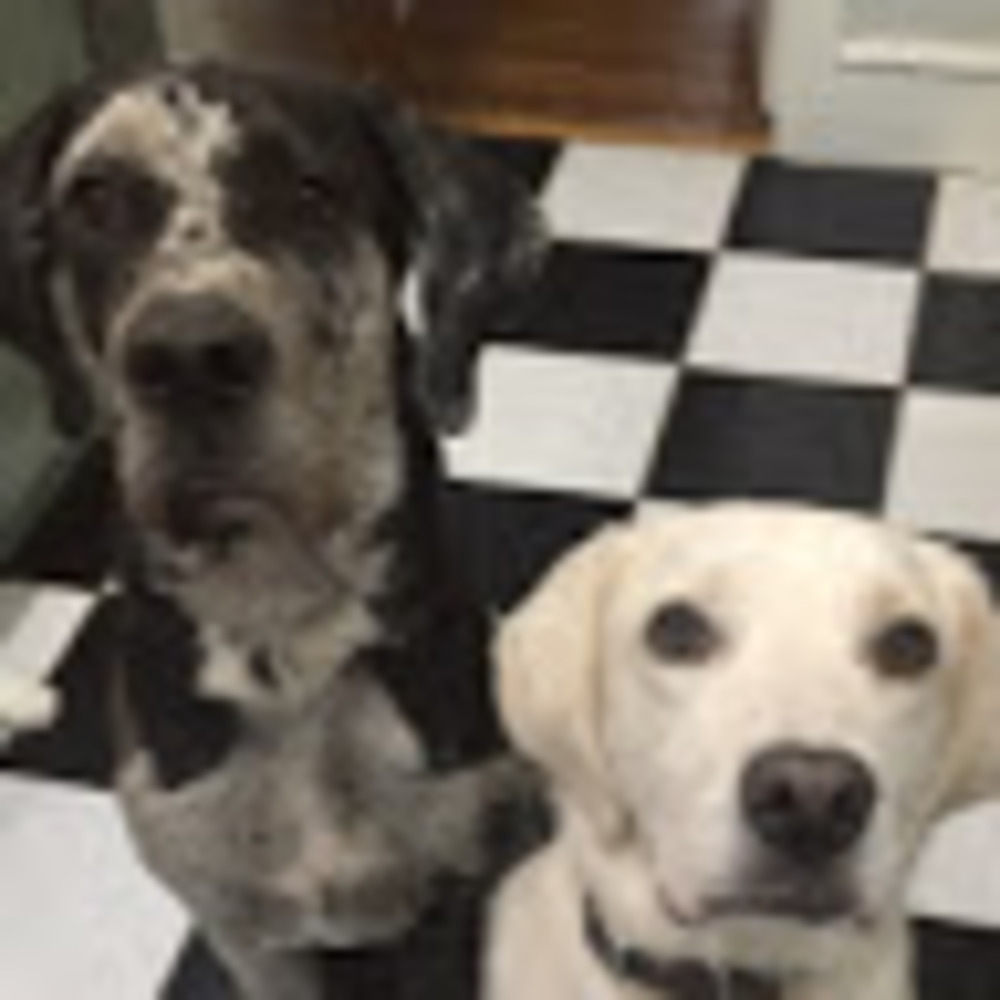 Meet your Posher, Abigail